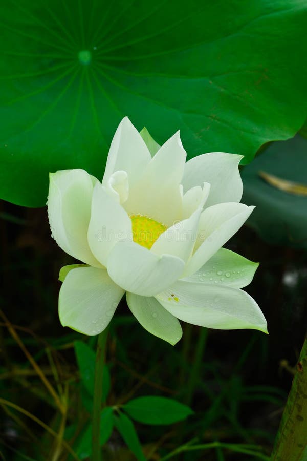 白莲教,大绿色离开,滴下在莲花叶子的露水和日出早晨 图库摄影