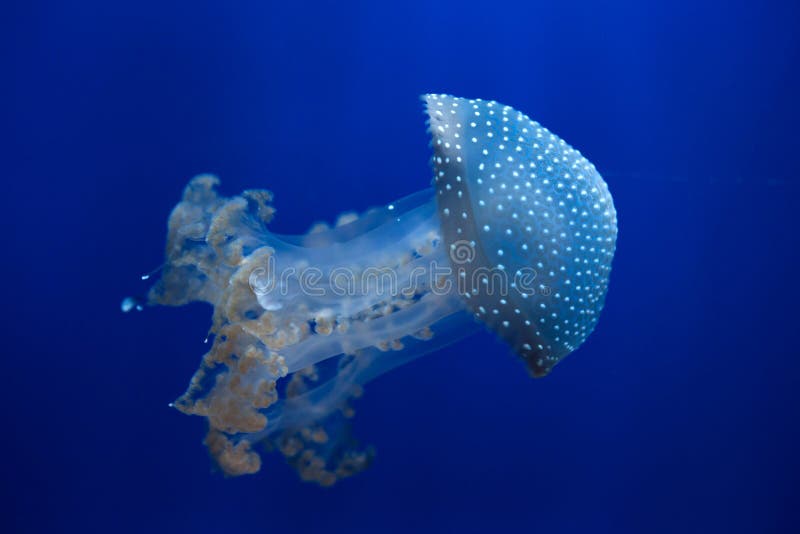 白被察觉的水母(Phyllorhiza punctata) 免版税库存照片 白被察觉的水母(Phyllorhiza punctata) 免版税库存照片