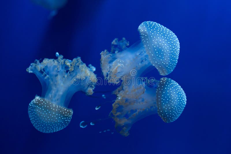 白被察觉的水母(Phyllorhiza punctata) 库存照片 白被察觉的水母(Phyllorhiza punctata) 库存照片