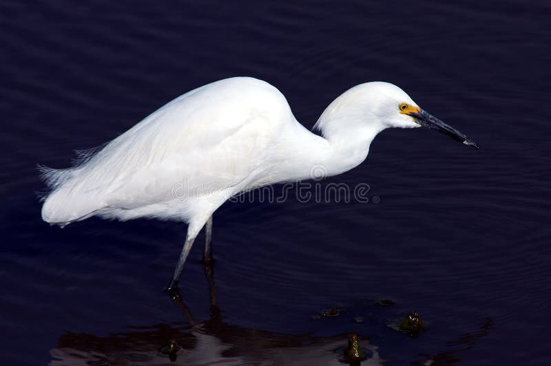 Beautiful Snowy Egret in breeding plumage wades through the shallows as it stalks its dinner. Beautiful Snowy Egret in breeding plumage wades through the shallows as it stalks its dinner