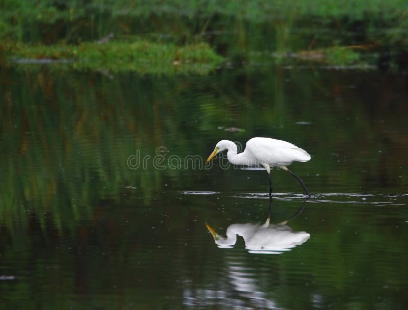 Egret in serach of prey, I love the reflection. Egret in serach of prey, I love the reflection