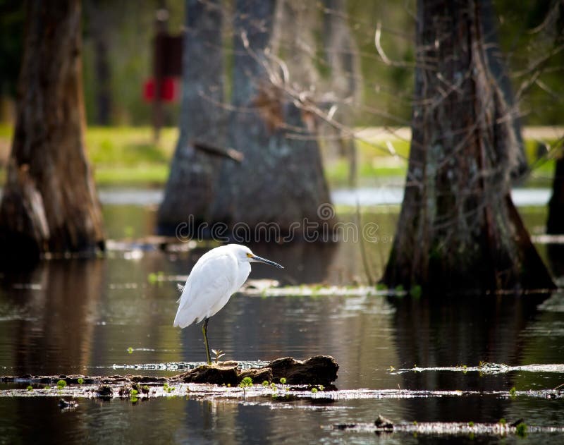 Snowy Egret perched on a cypress knee in Sam Houston Jones State Park. Snowy Egret perched on a cypress knee in Sam Houston Jones State Park.