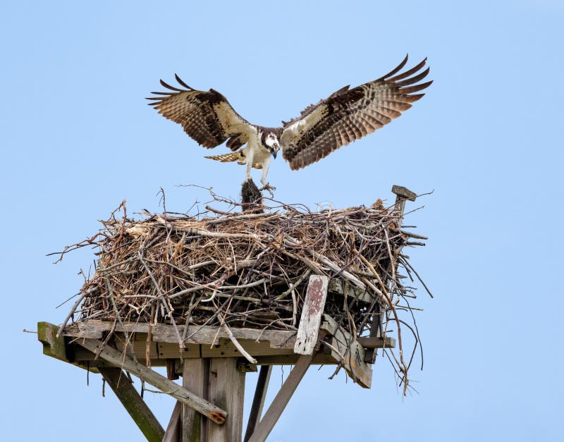 Osprey with open wings building a twig nest on a nesting platform at Jamaica Bay, Queens, New York City. Osprey with open wings building a twig nest on a nesting platform at Jamaica Bay, Queens, New York City