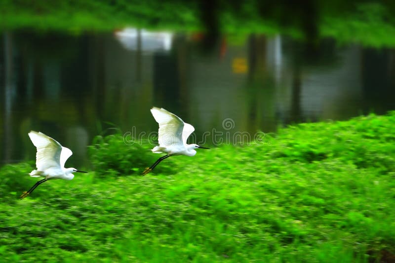 Egrets flying in the meadow near a lake. Egrets flying in the meadow near a lake