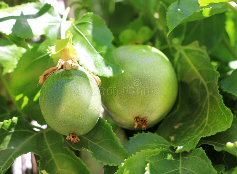 百香果的绿色果实 免版税图库摄影