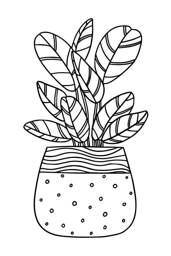 Potted ficus tree houseplant doodle line illustration. Plant indoor outline drawing isolated. hand drawn design element for modern interior room. Vector illustration. Potted ficus tree houseplant doodle line illustration. Plant indoor outline drawing isolated. hand drawn design element for modern interior room. Vector illustration