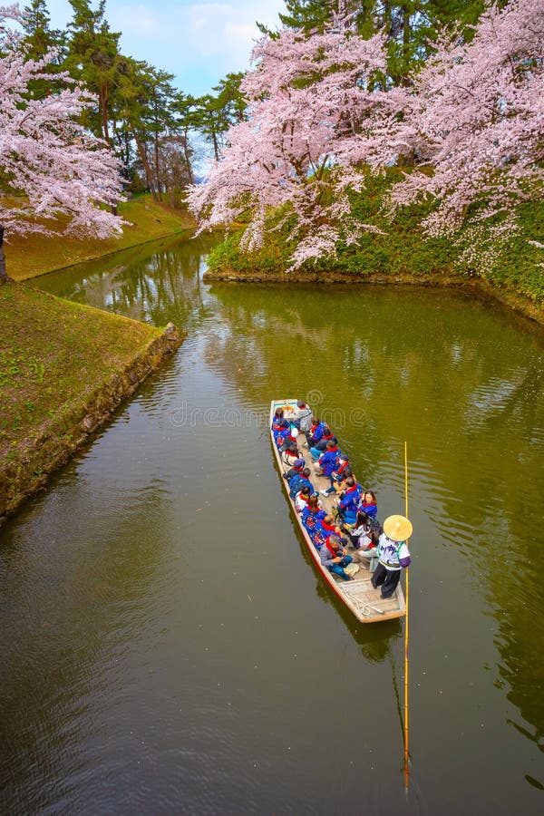 盛开佐仓-在弘前市公园，日本的樱花
