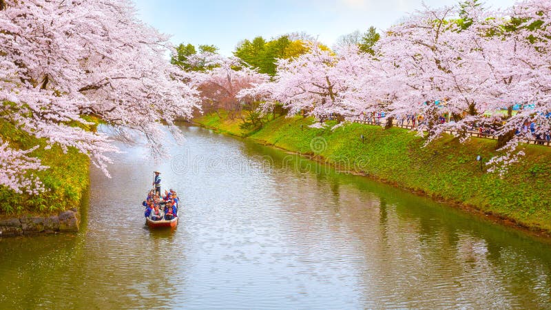 盛开在弘前市公园，日本的樱花