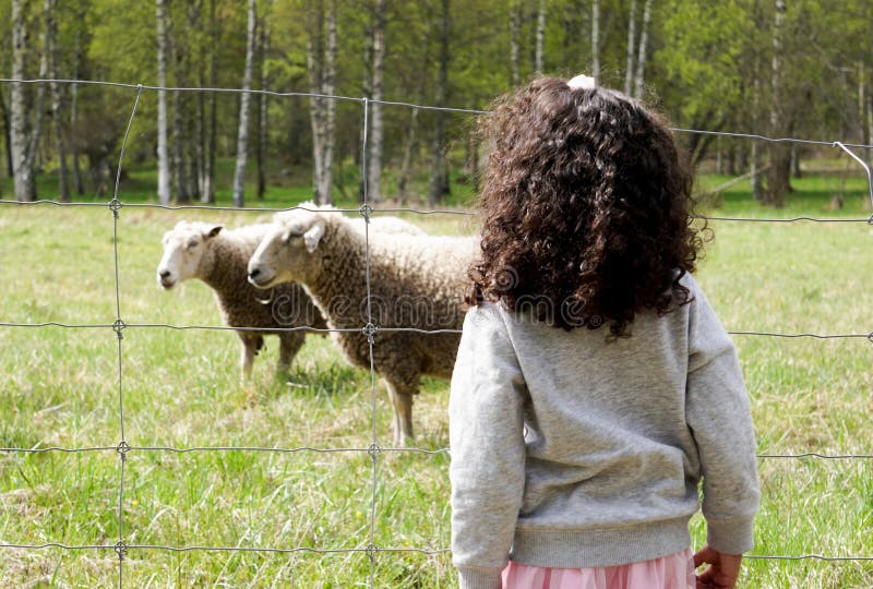A girl looking at sheeps. A girl looking at sheeps