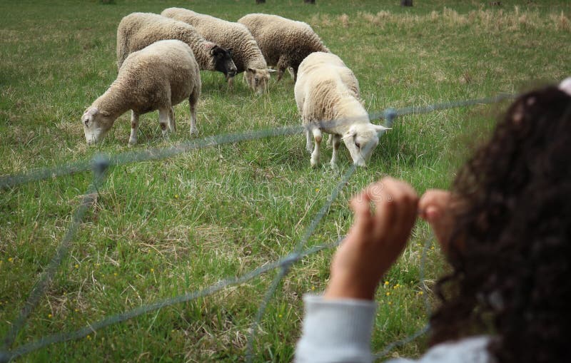 A young girl looking at sheeps. A young girl looking at sheeps