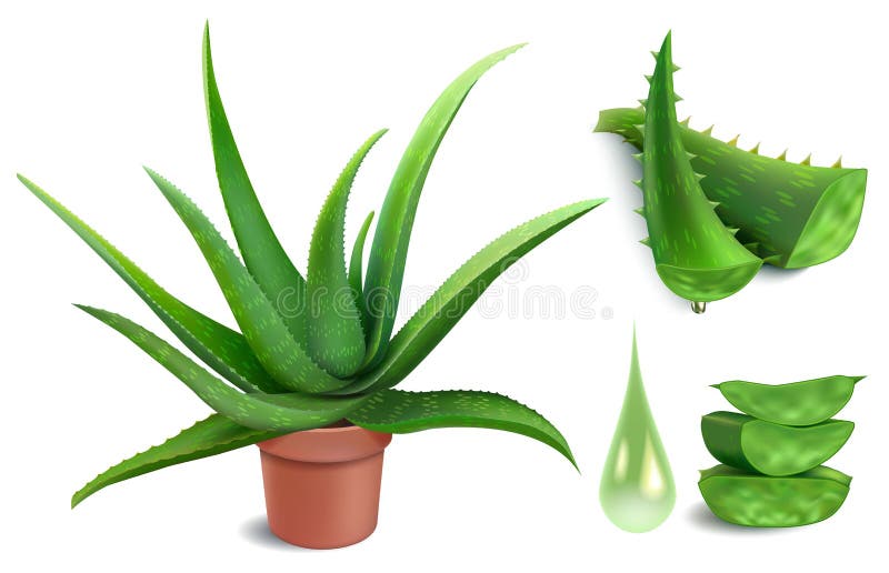 Realistic aloe plant. Aloe vera medicine potted plant, green cut pieces and leaves slices, cosmetology botany juice drops vector illustration set. Green plant herb, healthy succulent for care. Realistic aloe plant. Aloe vera medicine potted plant, green cut pieces and leaves slices, cosmetology botany juice drops vector illustration set. Green plant herb, healthy succulent for care