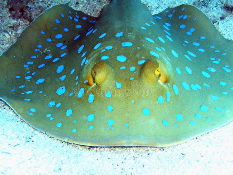 A close look to a nice blue lagoon spotted ray. A close look to a nice blue lagoon spotted ray