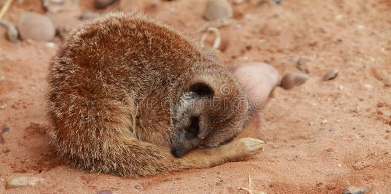 睡觉meerkat，海岛猫鼬类suricatta