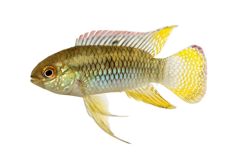 矮小的丽鱼科鱼旗子Acara水族馆鱼Laetacara curviceps 库存照片 矮小的丽鱼科鱼旗子Acara水族馆鱼Laetacara curviceps 库存照片