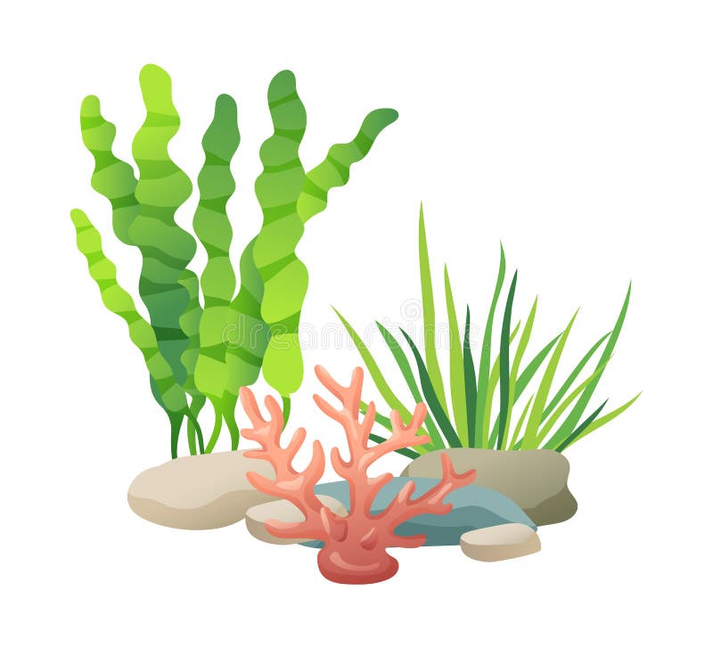 Stones and green vegetation set. Plants seaweeds of sea and oceans used to decorate aquariums and water containers. Flora foliage, vector illustration. Stones and green vegetation set. Plants seaweeds of sea and oceans used to decorate aquariums and water containers. Flora foliage, vector illustration