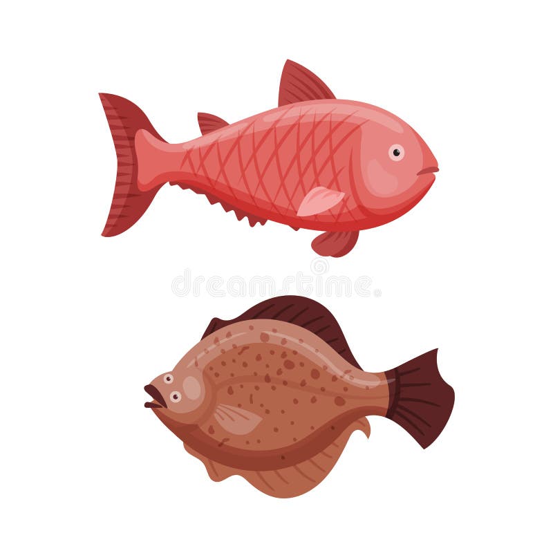 Grouper and cod fish vector illustration. Seafood animal aquatic restaurant biology scuba. Fresh marine nature reef fishing tail fin. Tropical wildlife scale. Grouper and cod fish vector illustration. Seafood animal aquatic restaurant biology scuba. Fresh marine nature reef fishing tail fin. Tropical wildlife scale.