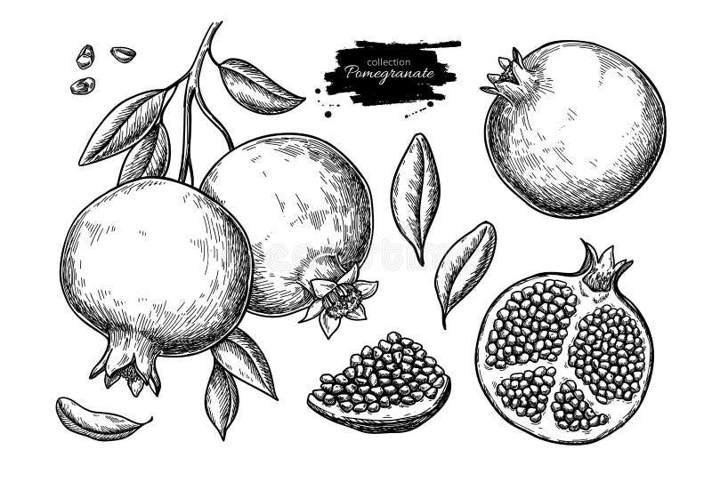 石榴矢量图 手绘热带水果插图 向量例证