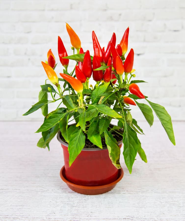 砖墙白背景泥锅中红小辣椒果实的辣椒植物. 室内植物 图库摄影