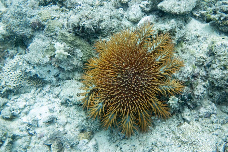 硬珊瑚海星捕食者 — 刺阿斯特 库存图片