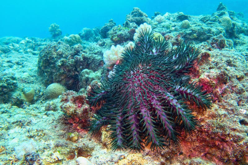硬珊瑚海星捕食者 — 刺阿斯特 库存照片