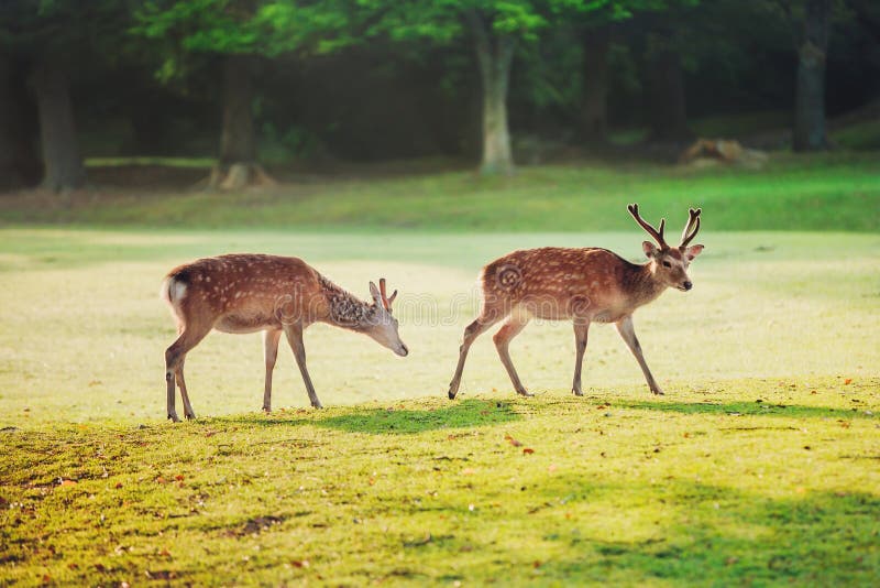 Sacred sika deers at Nara park in the morning, Nara, Japan. Sacred sika deers at Nara park in the morning, Nara, Japan