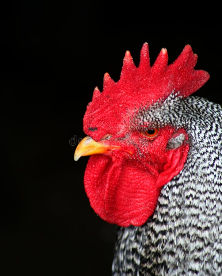 Barred Rock Rooster closeup,chicken,bird. Barred Rock Rooster closeup,chicken,bird