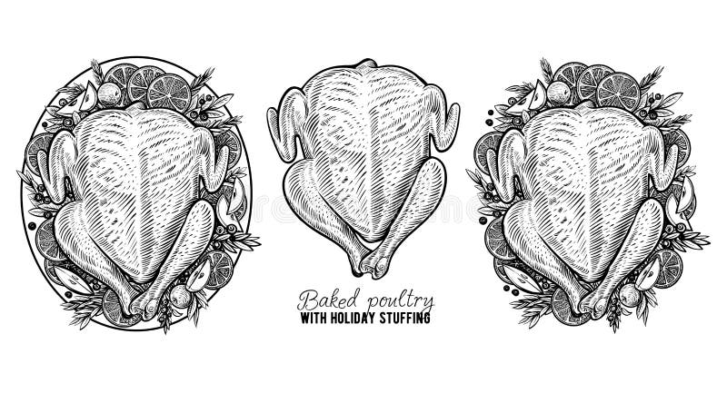 Vector carcass of chicken or turkey. Hand drawn baked poultry in engraving vintage style. Food illustration. Vector carcass of chicken or turkey. Hand drawn baked poultry in engraving vintage style. Food illustration.