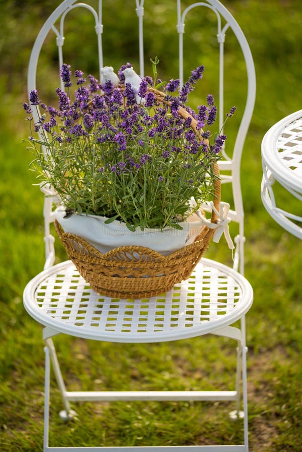 A beauty and fresh lavender in the flower pot. A beauty and fresh lavender in the flower pot