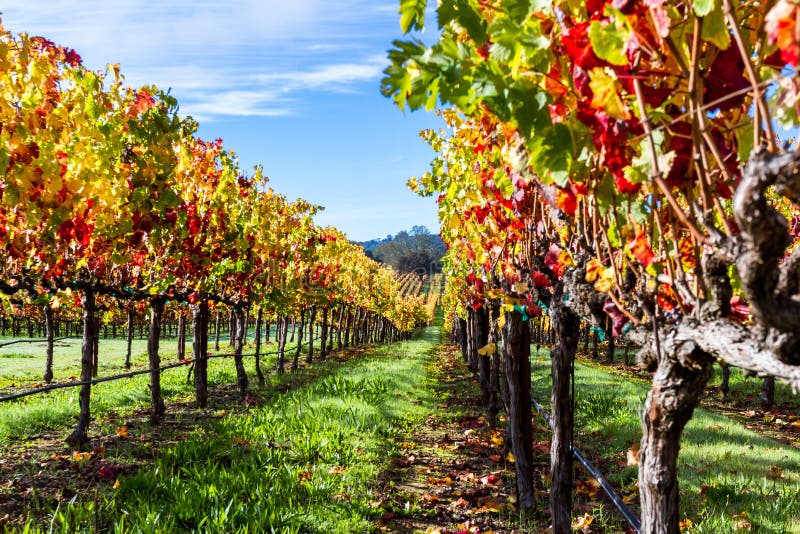 Beautiful vineyard in Alexander Valley California with vivid autumn colors early in the morning. Beautiful vineyard in Alexander Valley California with vivid autumn colors early in the morning