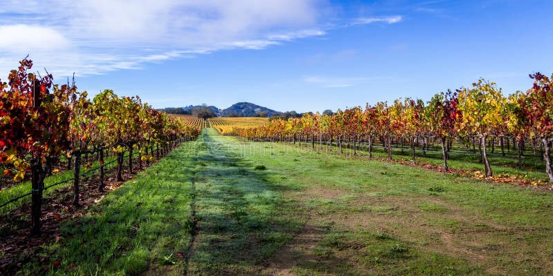 Beautiful vineyard in Alexander Valley California with vivid autumn colors early in the morning. Beautiful vineyard in Alexander Valley California with vivid autumn colors early in the morning
