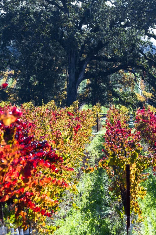 Beautiful vineyard in Alexander Valley California with vivid autumn colors early in the morning. Beautiful vineyard in Alexander Valley California with vivid autumn colors early in the morning