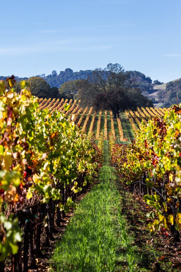 Beautiful vineyard in Alexander Valley California with vivid autumn colors early in the morning. Beautiful vineyard in Alexander Valley California with vivid autumn colors early in the morning