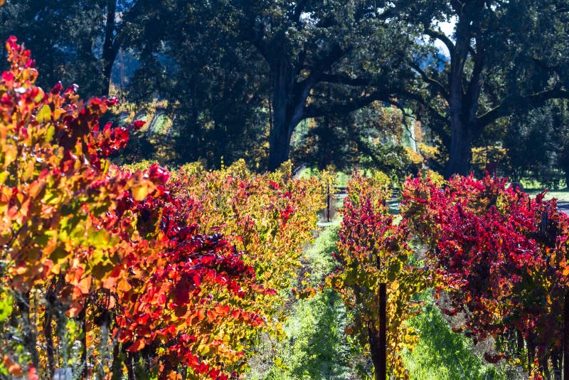 Beautiful vineyard in Alexander Valley California with vivid autumn colors early in the morning. Beautiful vineyard in Alexander Valley California with vivid autumn colors early in the morning