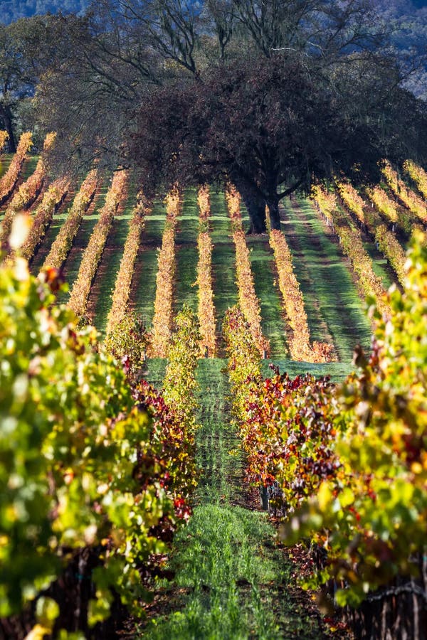 Beautiful vineyard in Alexander Valley California with vivid autumn colors early in the morning. Beautiful vineyard in Alexander Valley California with vivid autumn colors early in the morning