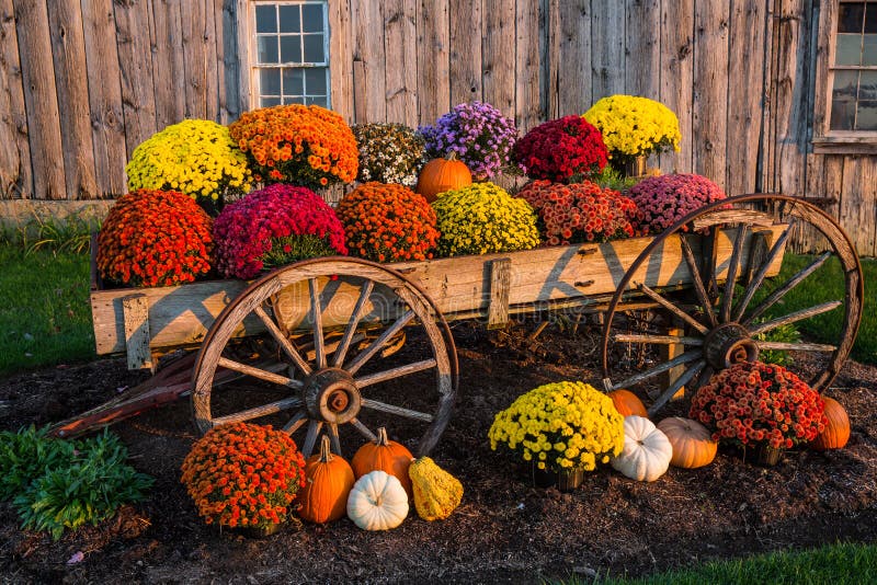 Fall scene with colorful mums and pumpkins in old wagon against a barn backdrop. Fall scene with colorful mums and pumpkins in old wagon against a barn backdrop.