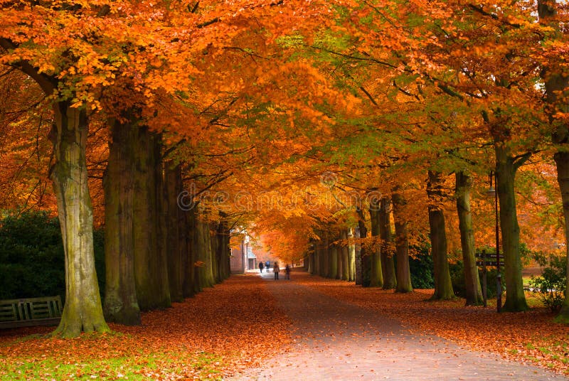 Autumn colors in the forest. Autumn colors in the forest