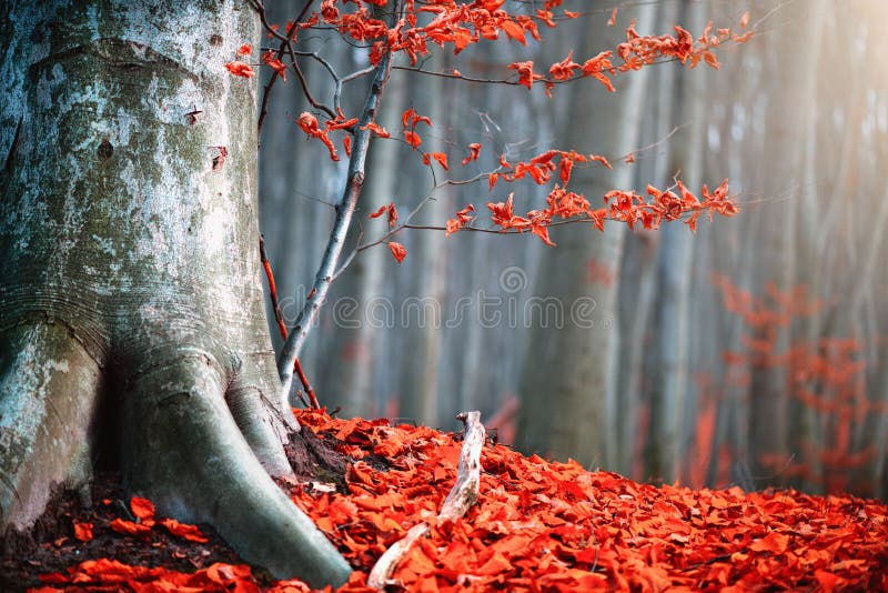 秋天自然场面 幻想秋天风景 有红色叶子和老树的美丽的秋季公园
