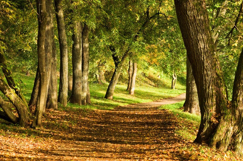 秋天路径在森林里