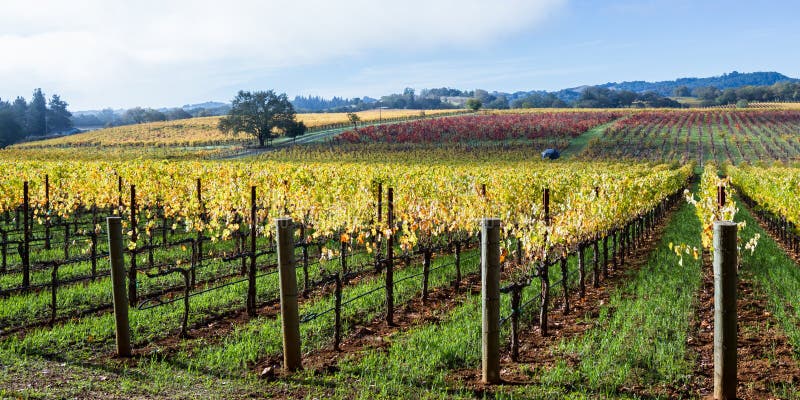 Beautiful golden color on the grape leaves in this vineyard in California with some morning fog in the air. Beautiful golden color on the grape leaves in this vineyard in California with some morning fog in the air