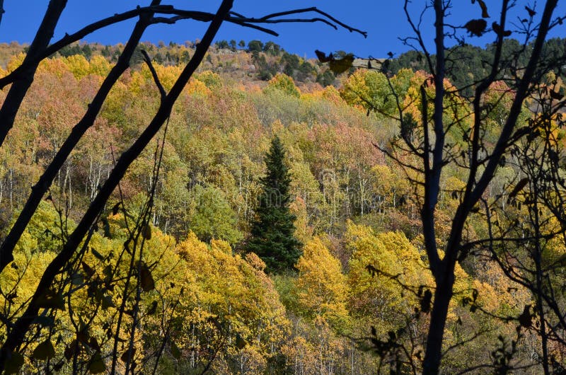 Temperate deciduous or temperate broad-leaf forests are dominated by trees that lose their leaves each year. They are found in areas with warm moist summers and cool winters. Examples of typical trees in the Northern Hemisphere`s deciduous forests include oak, maple, beech and elm, while in the Southern Hemisphere, trees of the genus Nothofagus dominate this type of forest. The diversity of tree species is higher in regions where the winter is milder, and also in mountainous regions that provide an array of soil types and microclimates. The Pyrenees, a mountain system that bridges Central and Mediterranean Europe contains high levels of biodiversity and many endemic species. Of the 3,500 species of plants found in this ecoregion, about 200 are endemic. Endangered fauna includes the brown bear Ursus arctos and the lammergeier Gypaetus barbatus. Although there are still pristine areas of habitat, logging operations, winter resorts, and dams pose a major threat to this unique ecoregion. Temperate deciduous or temperate broad-leaf forests are dominated by trees that lose their leaves each year. They are found in areas with warm moist summers and cool winters. Examples of typical trees in the Northern Hemisphere`s deciduous forests include oak, maple, beech and elm, while in the Southern Hemisphere, trees of the genus Nothofagus dominate this type of forest. The diversity of tree species is higher in regions where the winter is milder, and also in mountainous regions that provide an array of soil types and microclimates. The Pyrenees, a mountain system that bridges Central and Mediterranean Europe contains high levels of biodiversity and many endemic species. Of the 3,500 species of plants found in this ecoregion, about 200 are endemic. Endangered fauna includes the brown bear Ursus arctos and the lammergeier Gypaetus barbatus. Although there are still pristine areas of habitat, logging operations, winter resorts, and dams pose a major threat to this unique ecoregion.