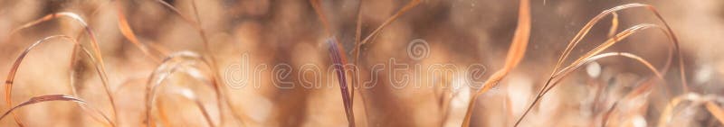 秋天风景秀丽,干棕草、棕色和阳光,农村时节景观 宽全景格式 库存图片 秋天风景秀丽,干棕草、棕色和阳光,农村时节景观 宽全景格式 库存图片