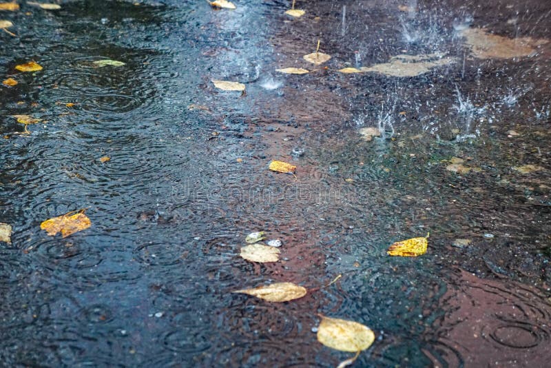 秋天黄色叶子在水中,在水坑,雨,在水飞溅并且盘旋 免版税图库摄影 秋天黄色叶子在水中,在水坑,雨,在水飞溅并且盘旋 免版税图库摄影