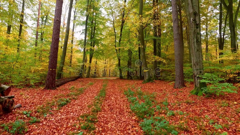 秋季森林里布满褐色和绿色叶子的迷人小径
