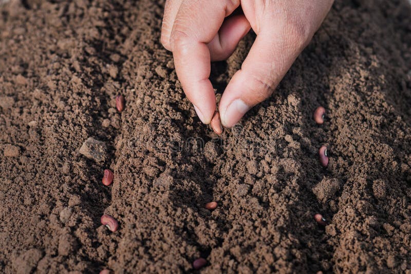 farmer hand planting bean of marrow in the vegetable. farmer hand planting bean of marrow in the vegetable