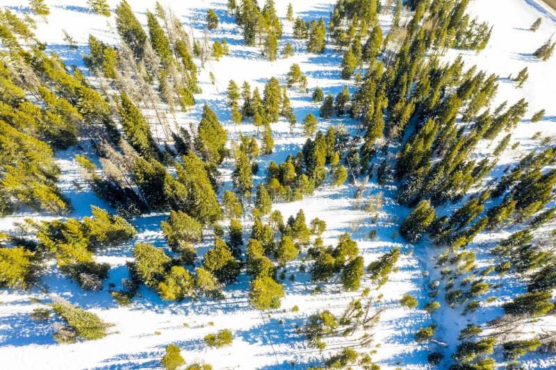 科罗拉多州松树上空雪 库存照片 科罗拉多州松树上空雪 库存照片