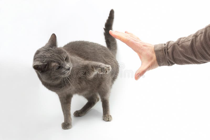 积极的灰色猫延长有爪的一个爪子在人 免版税库存图片 积极的灰色猫延长有爪的一个爪子在人 免版税库存图片