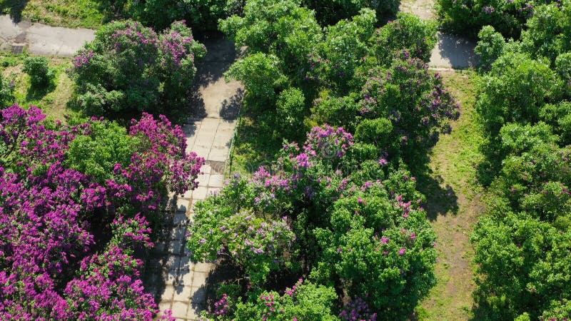空中录影镜头 E 春天开花的丁香在Hryshko全国植物园里 对Vydubychi的看法