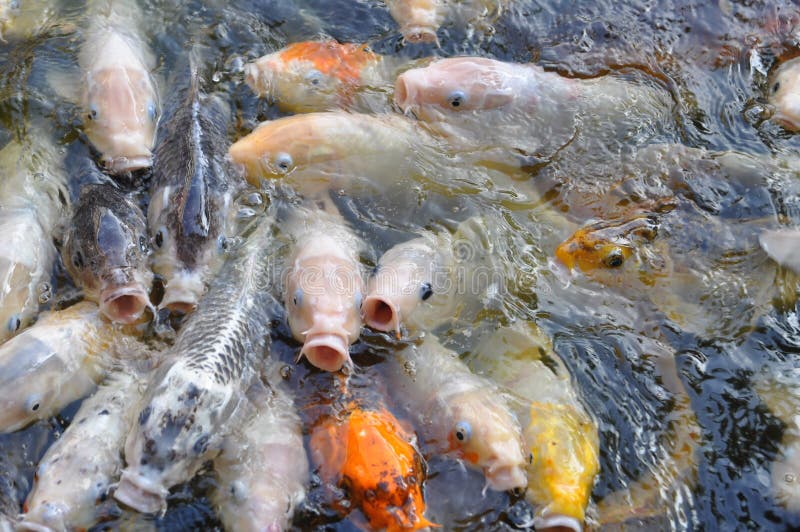 Koi in a pond gulping for air while feeding in Maui. Koi in a pond gulping for air while feeding in Maui