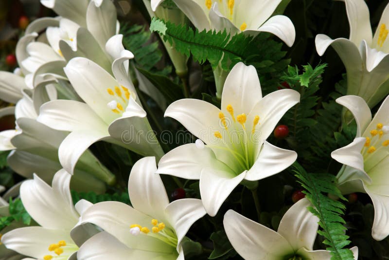 空白的lillies 库存图片 空白的lillies 库存图片