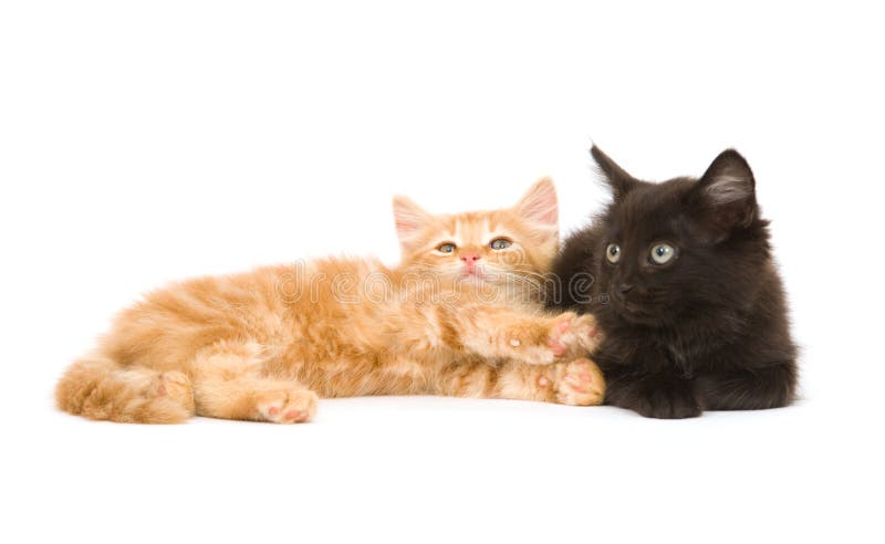 Two kittens relaxing on a white background. Two kittens relaxing on a white background